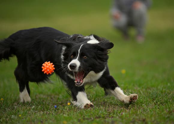 razas de perros medianos