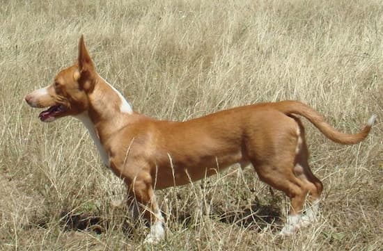 podenco maneto