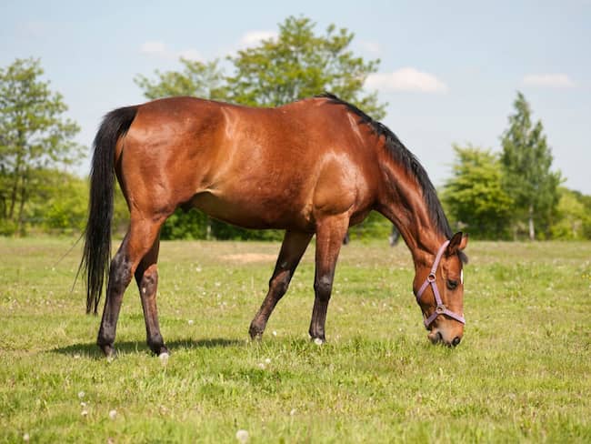 caballo marrón pastando en el monte