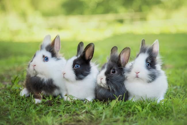 nombres para conejos