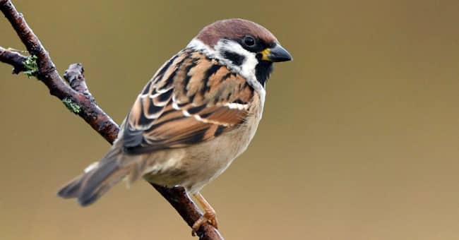mejores nombres para pájaros bonitos