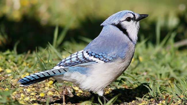 nombres para pájaros blancos y azules