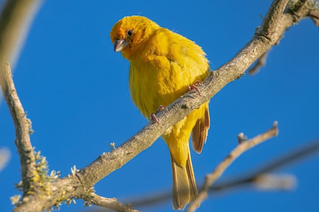 pájaro amarillo en un árbol