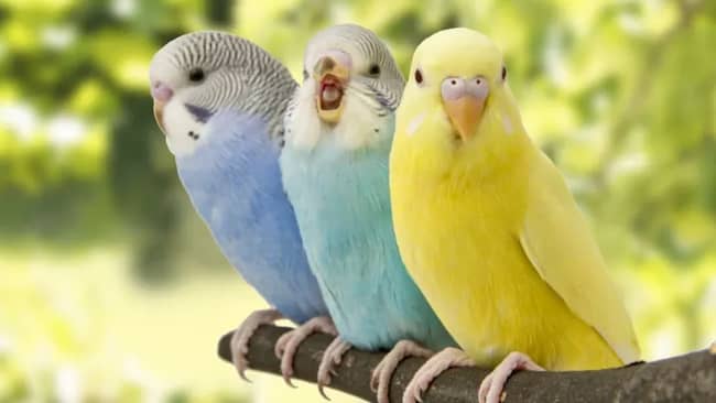 tres pájaros de colores