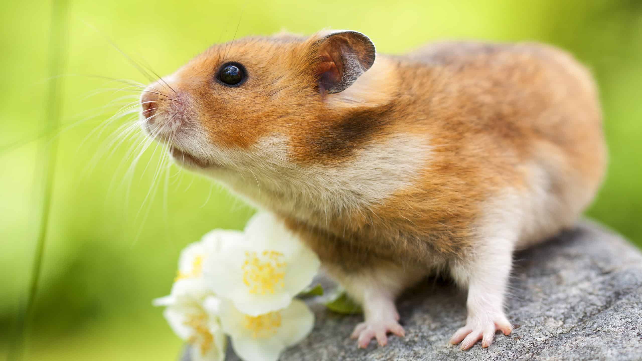 hamster apoyado en una piedra