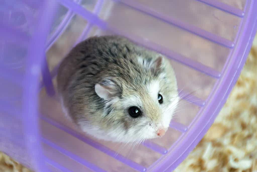 hamsters con su rueda de juego